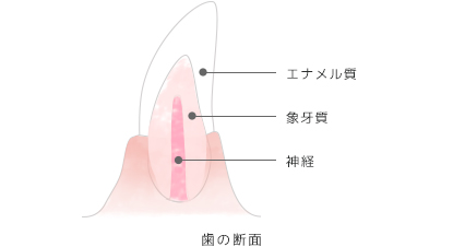 歯の断面